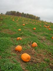 Pumpkin Patch