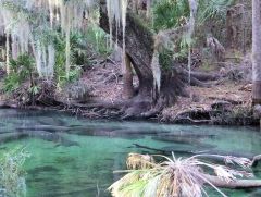 Manatees at Blue Spings State Park, Florida