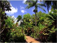 Jungle Path on Kauai'i