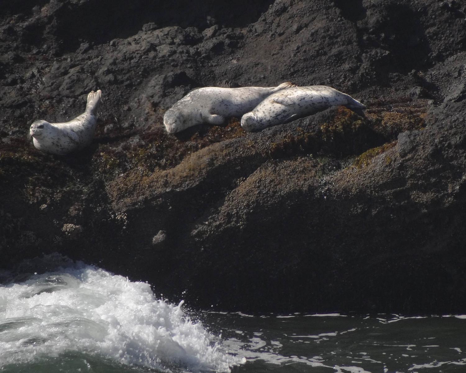 Seals in the Winter Sun - Oregon Coast along US101, Newport, OR