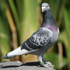 racing pigeon