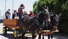 Mule Cart