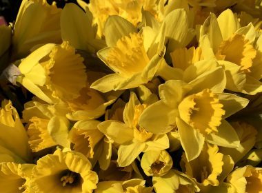 daffodils by jennifer archer