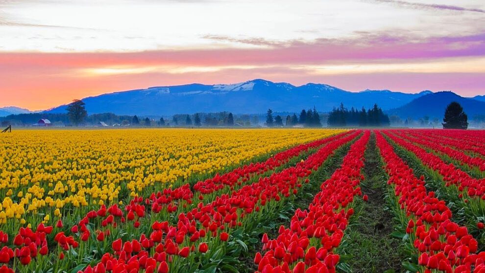 A field of tulips amongst a mountain range background at sunrise